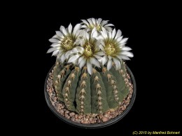 Gymnocalycium stellatum v. cinereum 432